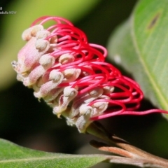 Grevillea macleayana (Jervis Bay Grevillea) at South Pacific Heathland Reserve - 9 Jul 2017 by Charles Dove