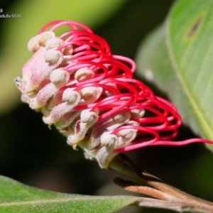 Grevillea macleayana at South Pacific Heathland Reserve - 10 Jul 2017