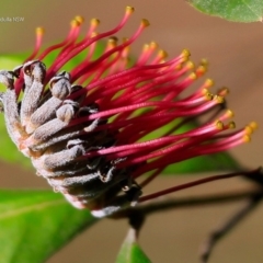 Grevillea macleayana at South Pacific Heathland Reserve - 10 Jul 2017