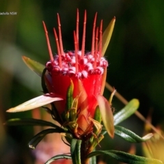 Lambertia formosa (Mountain Devil) at South Pacific Heathland Reserve - 3 Jul 2017 by CharlesDove