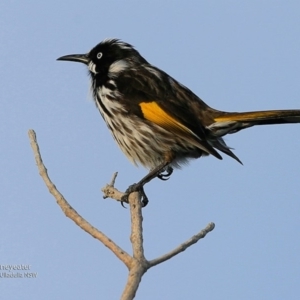 Phylidonyris novaehollandiae at Ulladulla - Warden Head Bushcare - 4 Jul 2017