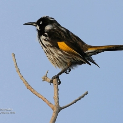 Phylidonyris novaehollandiae (New Holland Honeyeater) at Coomee Nulunga Cultural Walking Track - 4 Jul 2017 by CharlesDove