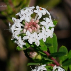 Pimelea linifolia subsp. linifolia (Queen of the Bush, Slender Rice-flower) at South Pacific Heathland Reserve - 4 Jul 2017 by CharlesDove