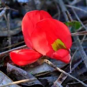 Kennedia prostrata at South Pacific Heathland Reserve - 4 Jul 2017 12:00 AM