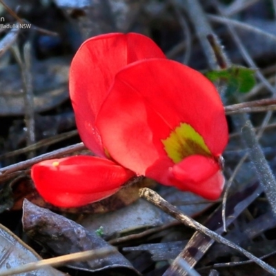 Kennedia prostrata (Running Postman) at South Pacific Heathland Reserve - 3 Jul 2017 by Charles Dove