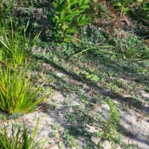 Kennedia prostrata at South Pacific Heathland Reserve - 4 Jul 2017 12:00 AM