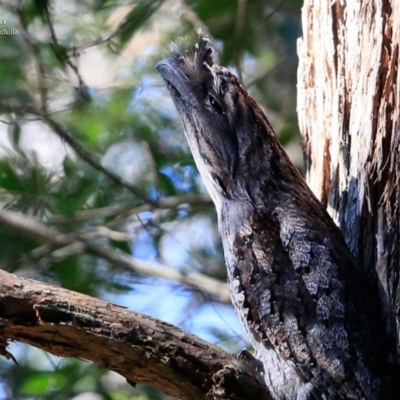 Podargus strigoides (Tawny Frogmouth) at Ulladulla - Millards Creek - 6 Jul 2017 by Charles Dove