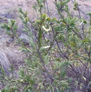 Styphelia triflora at Majura, ACT - 28 May 2018