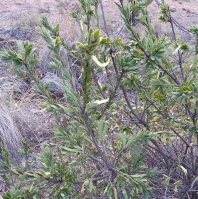 Styphelia triflora (Five-corners) at Mount Majura - 28 May 2018 by waltraud