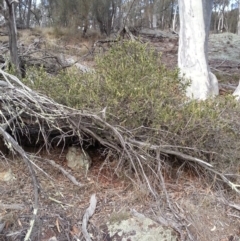 Styphelia triflora at Majura, ACT - 28 May 2018