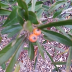 Pyracantha angustifolia (Firethorn, Orange Firethorn) at Mount Majura - 28 May 2018 by waltraud