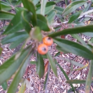 Pyracantha angustifolia at Watson, ACT - 28 May 2018 04:14 PM