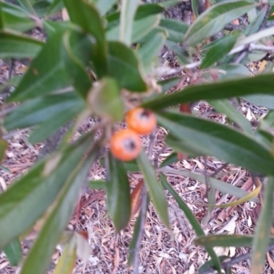 Pyracantha angustifolia (Firethorn, Orange Firethorn) at Watson, ACT - 28 May 2018 by waltraud