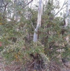 Pyracantha angustifolia at Watson, ACT - 28 May 2018 04:14 PM