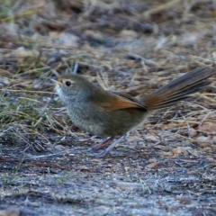 Dasyornis brachypterus (Eastern Bristlebird) at Jervis Bay National Park - 5 Jul 2017 by CharlesDove