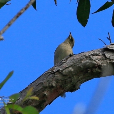 Ptilotula fusca (Fuscous Honeyeater) at Jervis Bay National Park - 4 Jul 2017 by Charles Dove