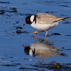 Charadrius rubricollis (Hooded Plover) at South Pacific Heathland Reserve - 3 Jul 2017 by Charles Dove