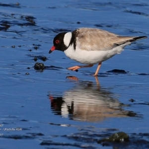 Charadrius rubricollis at suppressed - 3 Jul 2017