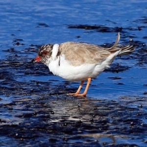 Charadrius rubricollis at suppressed - 3 Jul 2017