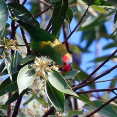 Glossopsitta concinna (Musk Lorikeet) at Jervis Bay National Park - 5 Jul 2017 by Charles Dove