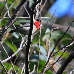 Myzomela sanguinolenta at Jervis Bay National Park - 6 Jul 2017 12:00 AM