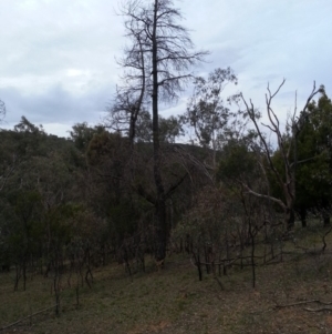 Pinus radiata at Canberra Central, ACT - 8 Jan 2018