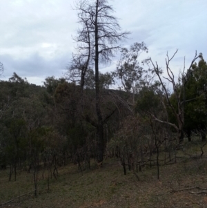 Pinus radiata at Canberra Central, ACT - 8 Jan 2018 08:01 PM