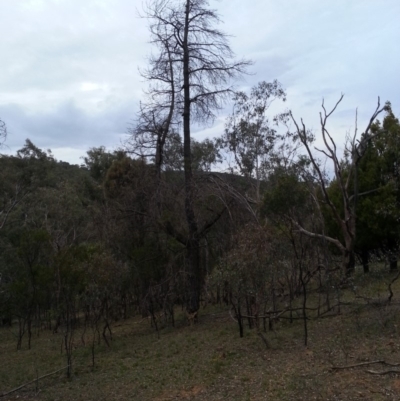Pinus radiata (Monterey or Radiata Pine) at Mount Majura - 8 Jan 2018 by waltraud