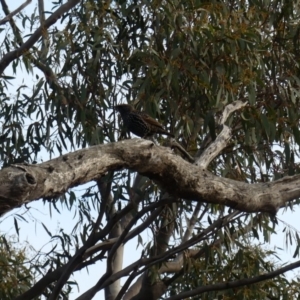 Sturnus vulgaris at Hackett, ACT - 3 Jun 2018 08:07 AM