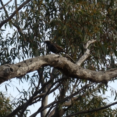 Sturnus vulgaris (Common Starling) at Mount Majura - 2 Jun 2018 by WalterEgo