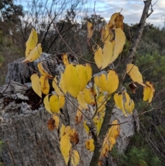 Celtis australis (Nettle Tree) at Mount Majura - 2 Jun 2018 by WalterEgo
