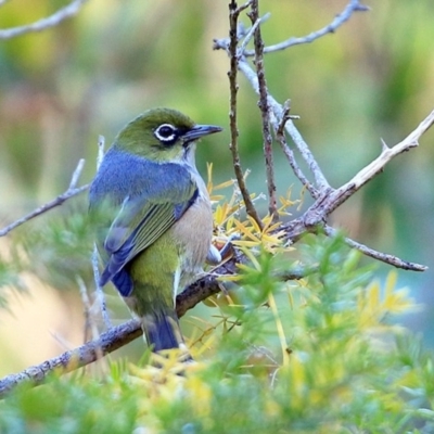 Zosterops lateralis (Silvereye) at Undefined - 2 Jul 2017 by Charles Dove