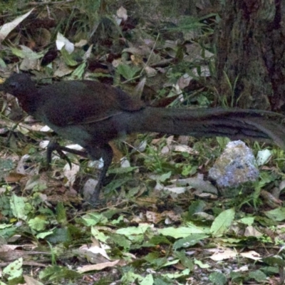 Menura novaehollandiae (Superb Lyrebird) at Undefined - 1 Jun 2018 by jb2602