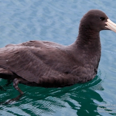 Macronectes giganteus (Southern Giant-Petrel) at Undefined - 2 Jul 2017 by Charles Dove