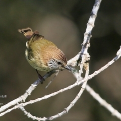 Acanthiza lineata (Striated Thornbill) at Undefined - 3 Jul 2017 by Charles Dove