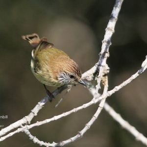 Acanthiza lineata at undefined - 4 Jul 2017