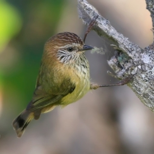 Acanthiza lineata at undefined - 4 Jul 2017 12:00 AM