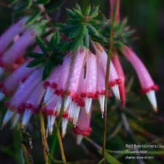 Styphelia tubiflora (Red Five-corners) at Undefined - 5 Jul 2017 by Charles Dove