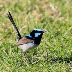 Malurus cyaneus (Superb Fairywren) at Undefined - 2 Jul 2017 by CharlesDove