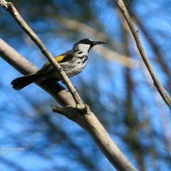 Phylidonyris niger (White-cheeked Honeyeater) at Undefined - 5 Jul 2017 by CharlesDove