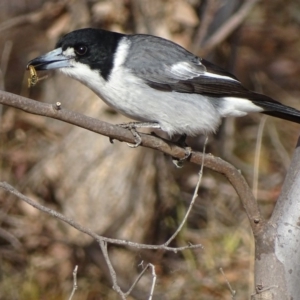 Cracticus torquatus at Red Hill, ACT - 3 Jun 2018 09:59 AM