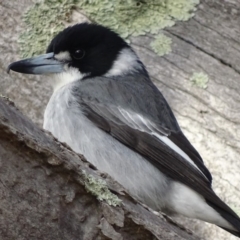 Cracticus torquatus at Red Hill, ACT - 3 Jun 2018 09:59 AM