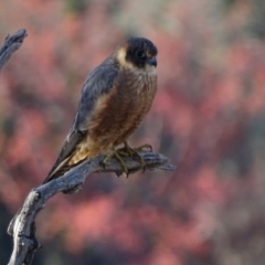 Falco longipennis (Australian Hobby) at Garran, ACT - 1 Jun 2018 by roymcd