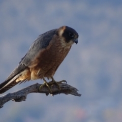 Falco longipennis at Garran, ACT - 1 Jun 2018