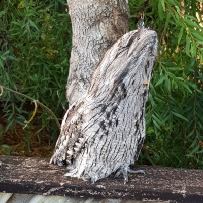 Podargus strigoides (Tawny Frogmouth) at Undefined - 3 Jun 2018 by Suemeade