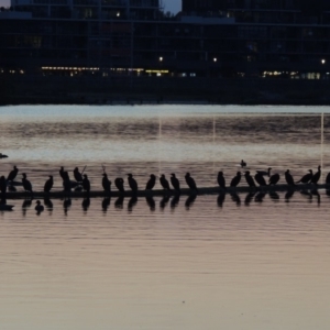 Phalacrocorax sulcirostris at Kingston, ACT - 9 May 2018 07:22 PM