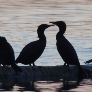 Phalacrocorax sulcirostris at Kingston, ACT - 9 May 2018 07:22 PM