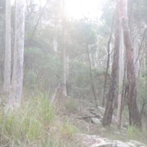 Corymbia maculata at Murramarang National Park - 12 Jun 2014