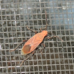 Leptocoris mitellatus at Conder, ACT - 13 Dec 2017 08:00 AM