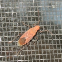 Leptocoris mitellatus (Leptocoris bug) at Conder, ACT - 12 Dec 2017 by michaelb